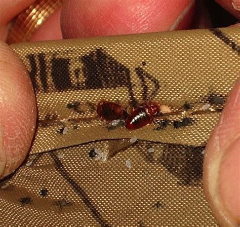 Клопы в общественном транспорте: реальность или миф?  