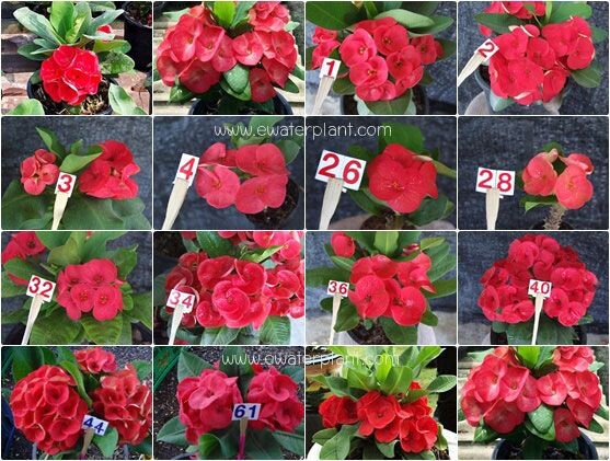 Фото с сайта питомнка https://www.ewaterplant.com/