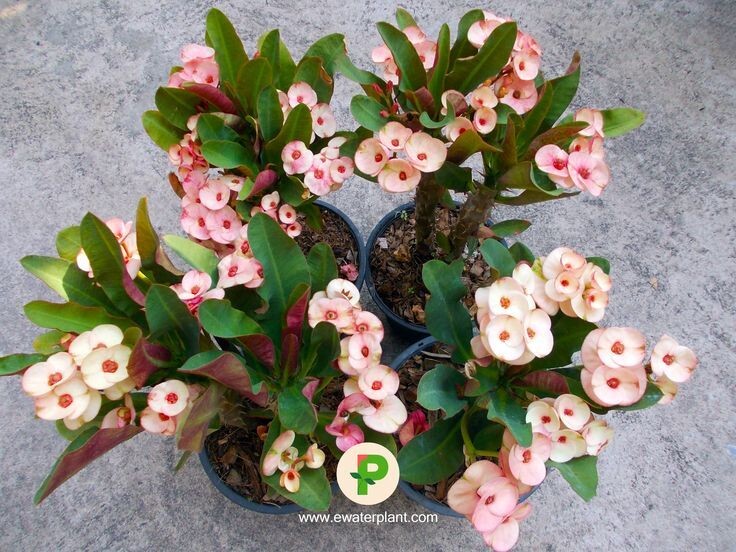 Фото с сайта питомнка https://www.ewaterplant.com/