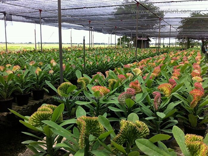 Фото с сайта питомнка https://www.ewaterplant.com/