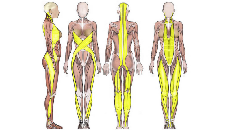 Фасции соединяют мышцы, нервы, кровеносные сосуды и другие элементы, образуя оболочку из соединительной ткани. Каждый двигательный навык основан на взаимодействии этих фасций в различной степени. Например, ходьба — это процесс передачи импульса от мозга через необходимые фасции, который преобразуется в согласованное движение. При этом работают все мышцы, поддерживающие осанку и отвечающие за движение ног в суставах с привлечением связок. Такие движения, передающие импульсы через фасциальную систему, запоминаются как двигательные навыки; как, например, навыки езды на велосипеде — после первых тренировок мы быстро восстанавливаем их в памяти.