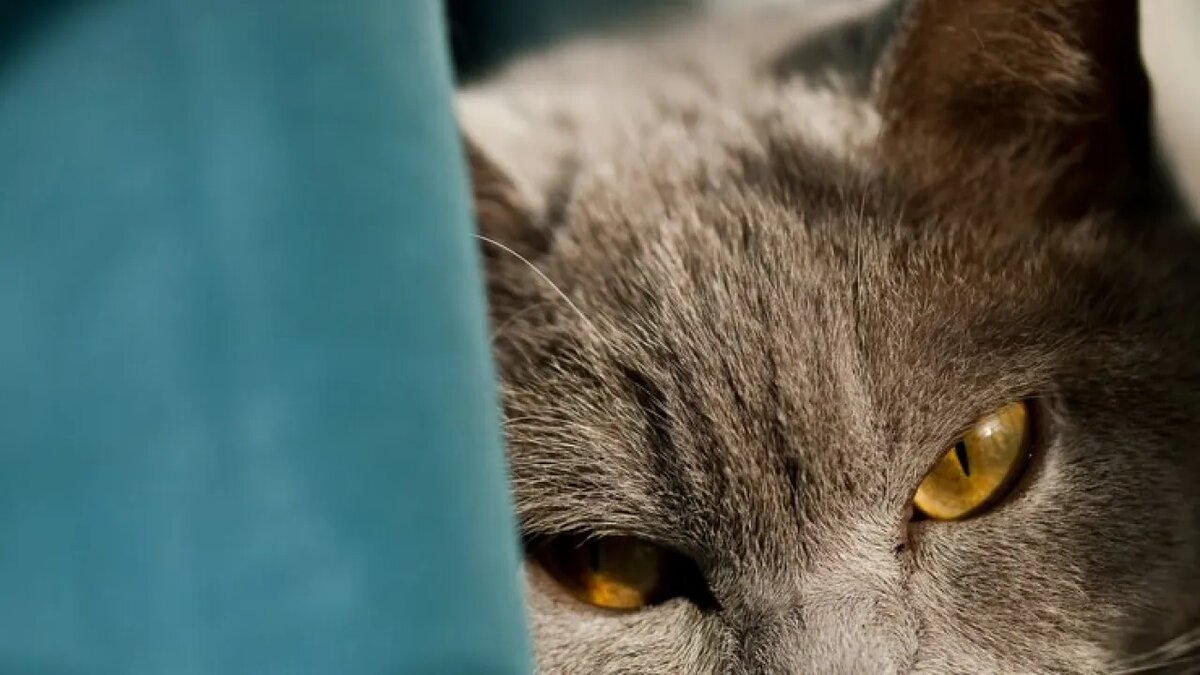    Избалованный кот.