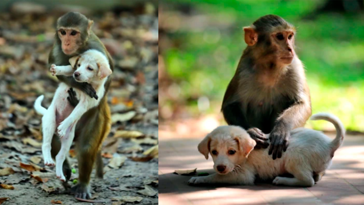    Обезьяна решила подружиться со щенком