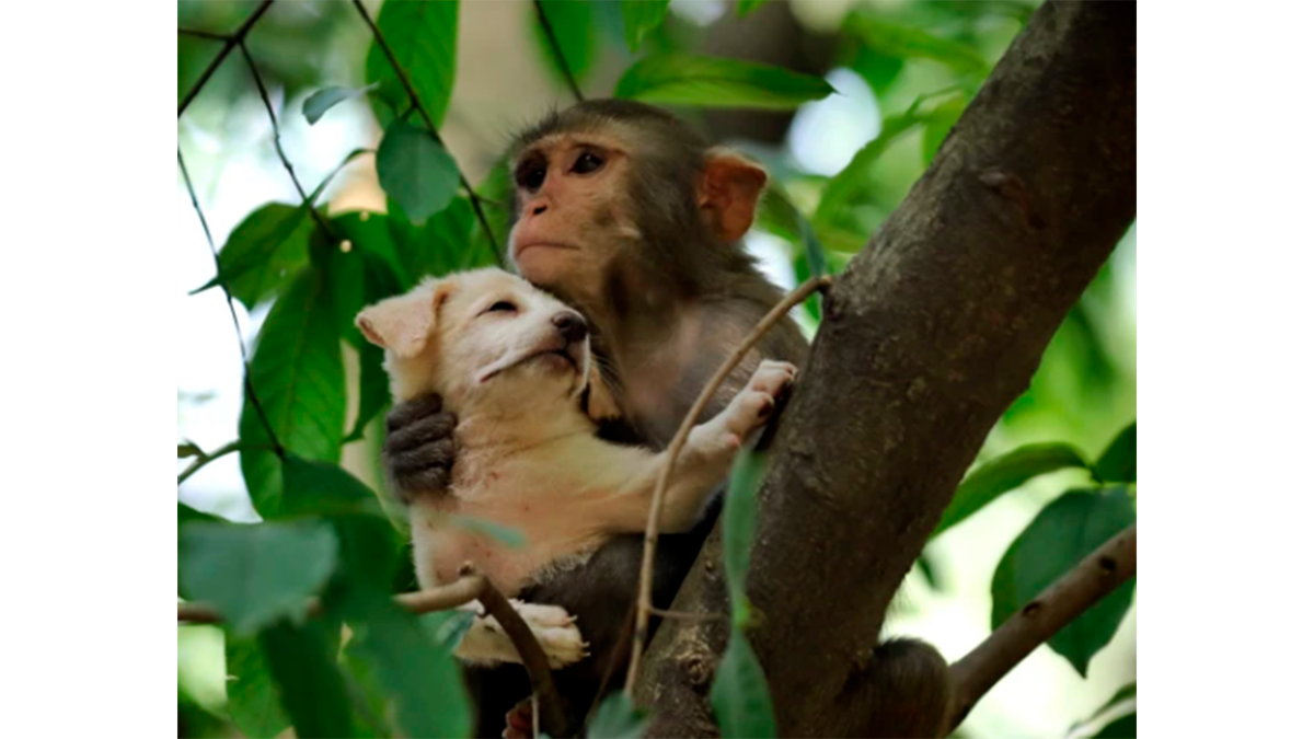    Какое-то время обезьяна просто обнимала щенка на дереве