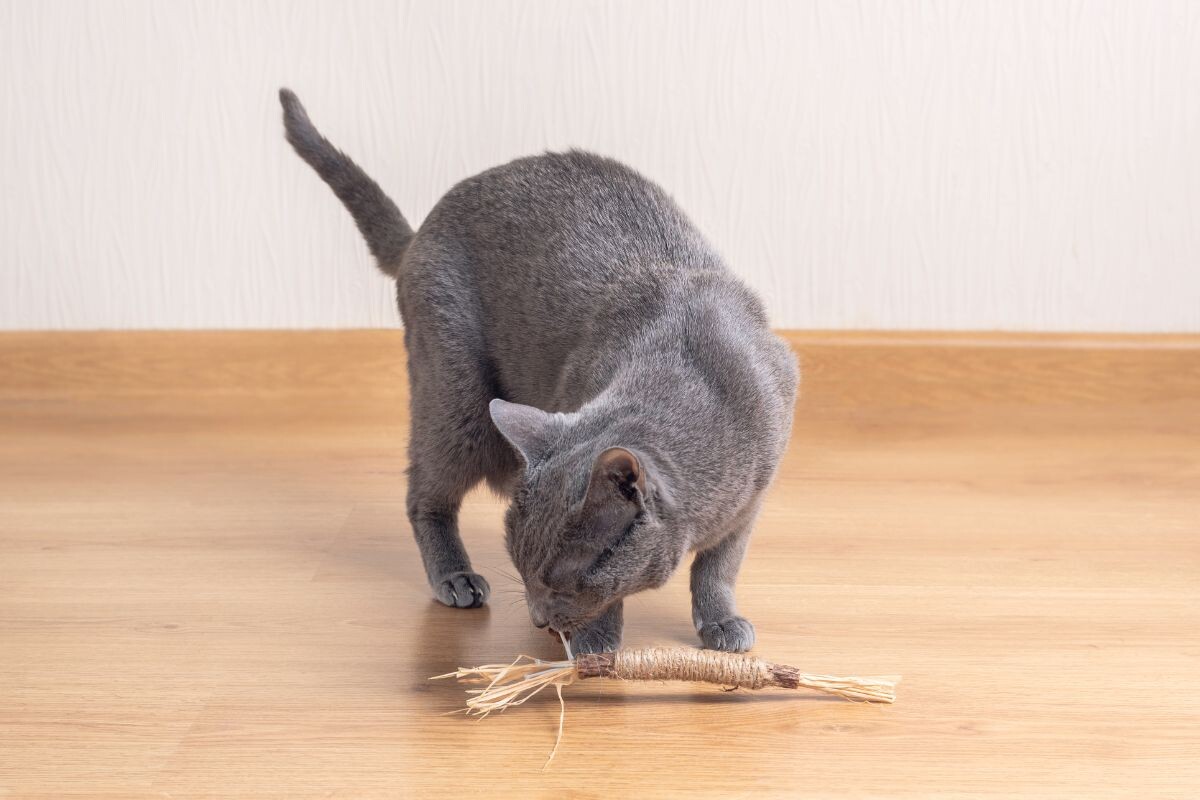 Котик играет с палочками мататаби 
палочки мататаби для кошек
Котик играет с мататаби