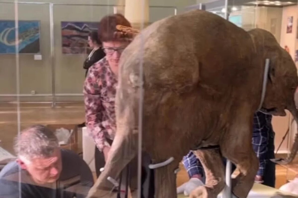    В Краснодар привезли мумию мамонтенка возрастом около 40 тысяч лет