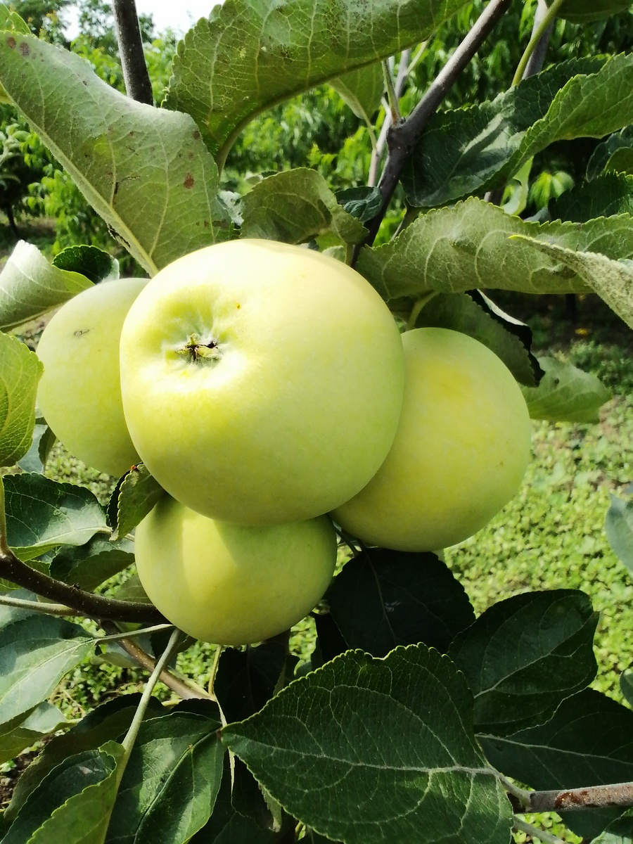 Белый налив