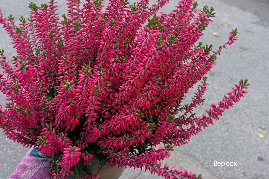 Верески великолепны и зимой.