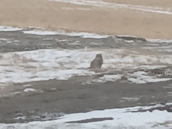    Фото: Пресс-служба Даурского заповедника / Андрей Осипов