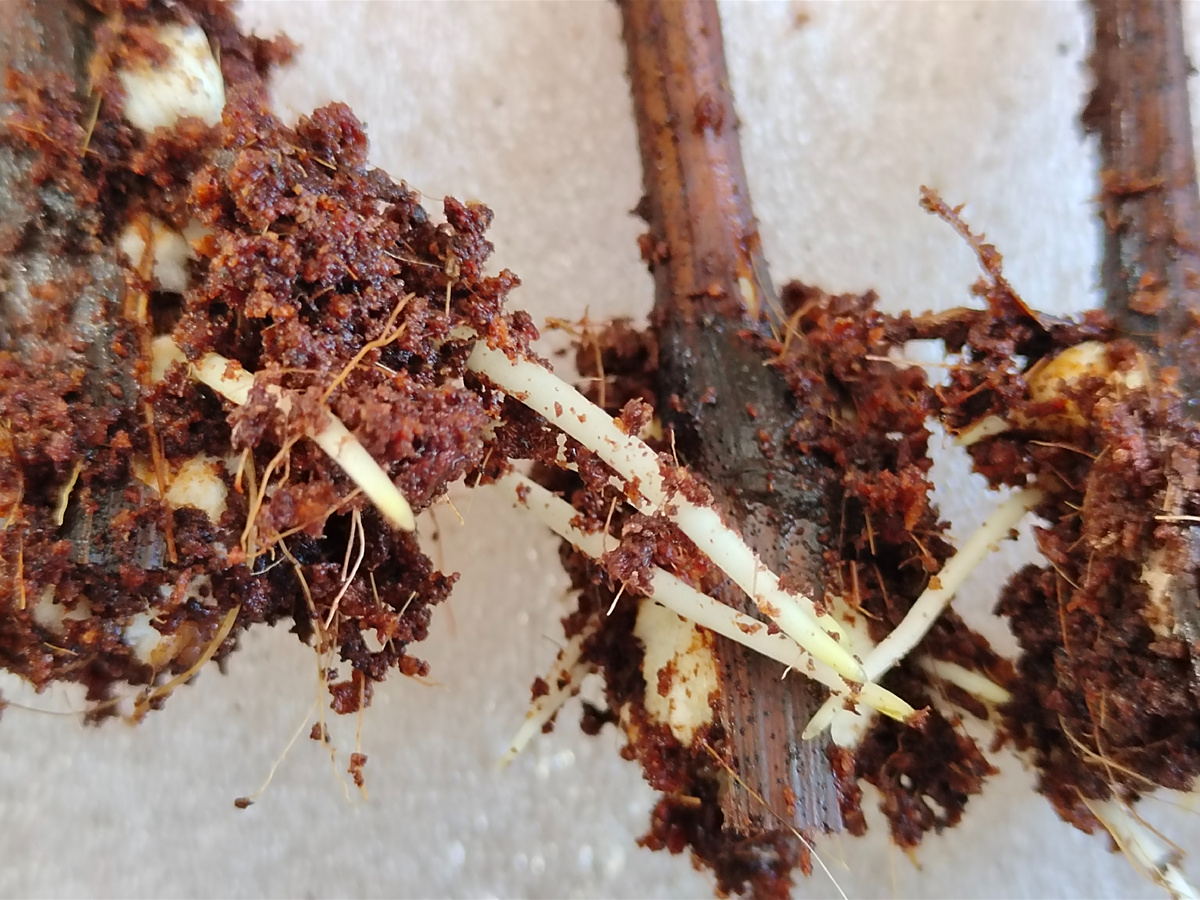 Молодые корешки просятся уже отдельную емкость, в грунтосмесь 