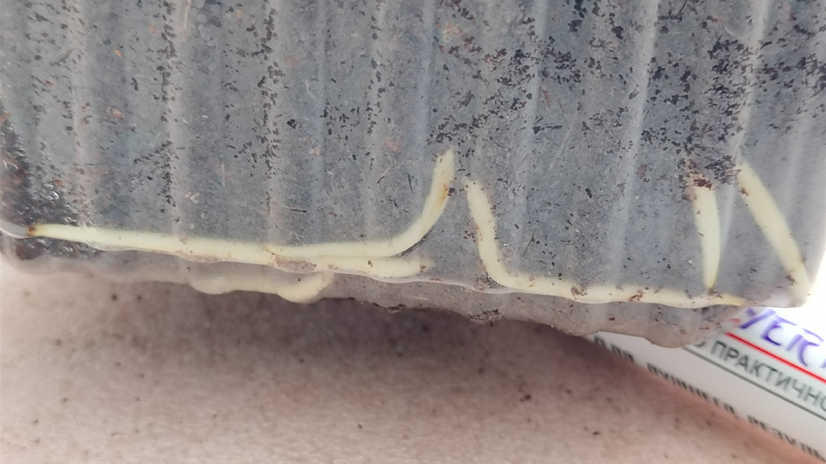 Корни виноградных черенков, пророщенные во влажном кокосовом субстрате по методу КВЕБЕК 