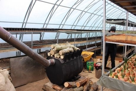 Фото: ogorod.ru