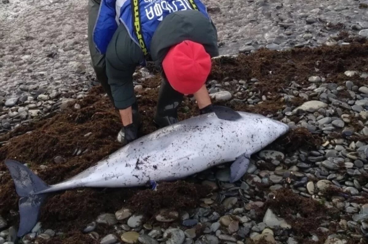    После разлива мазута на Кубани нашли еще два погибших дельфина