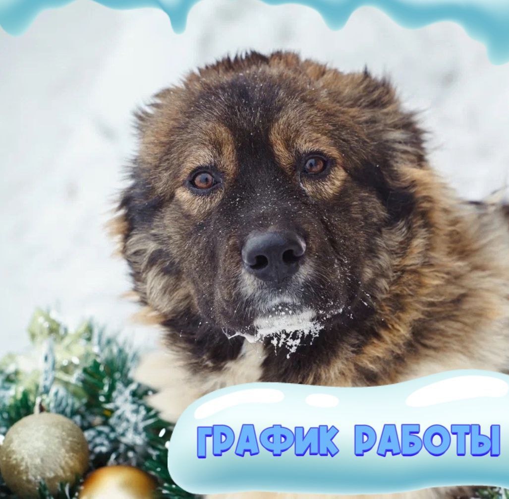 График работы приюта в праздничные дни