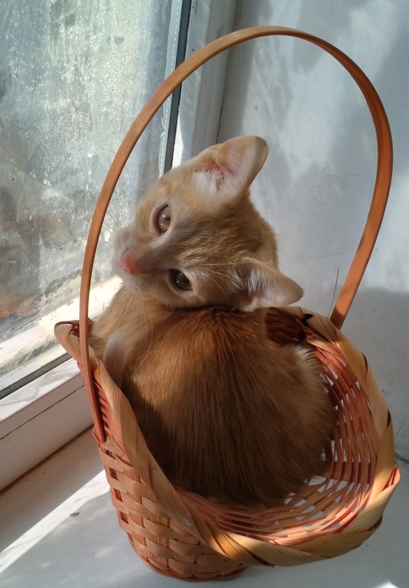 Фото автора. Не в коробке, но в корзинке.