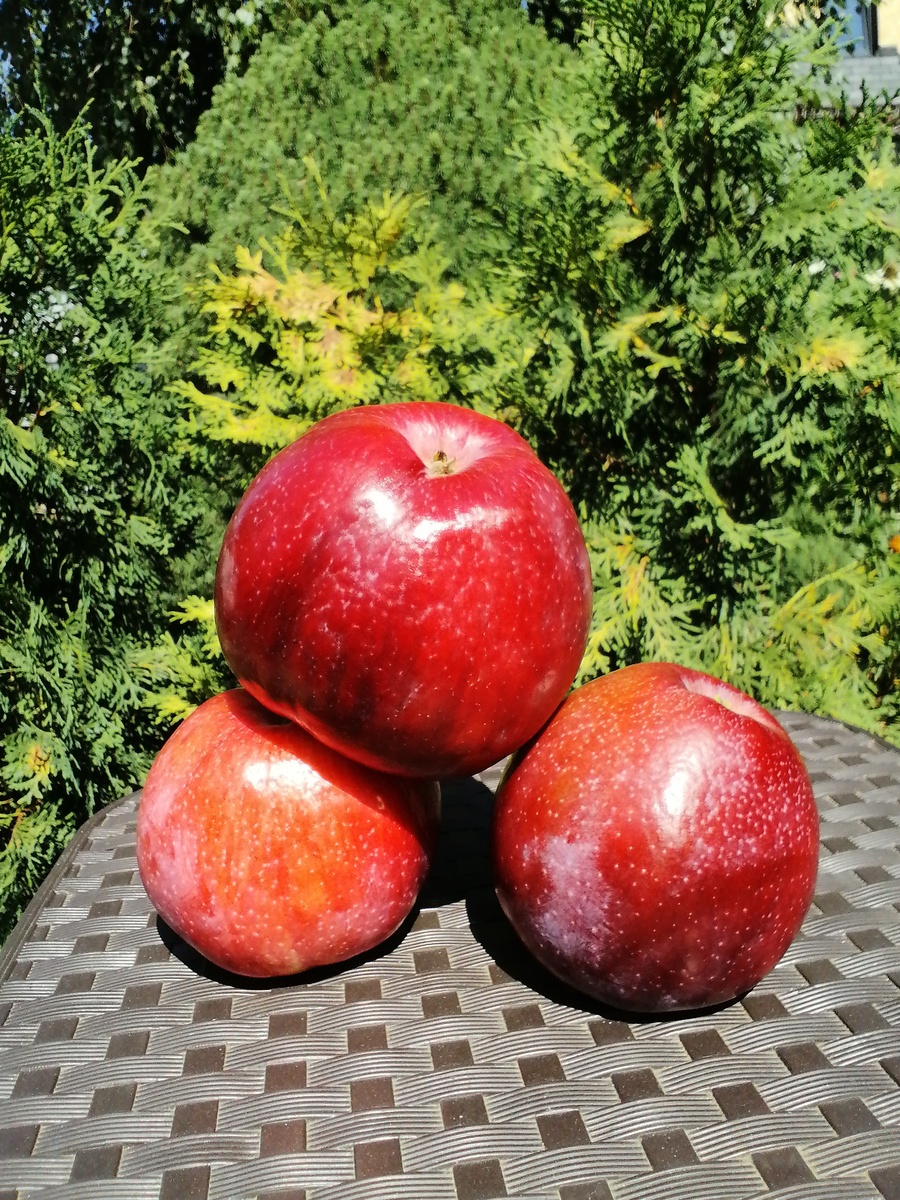 Вильямс прайд. 