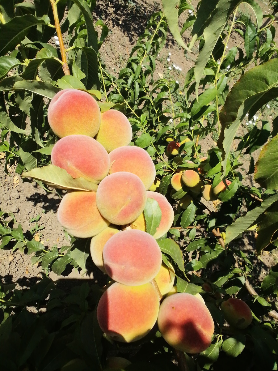 Персик Белый лебедь. 