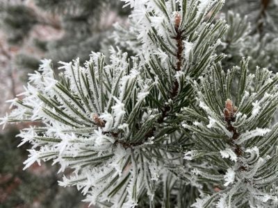    Фото: ГТРК Карелия