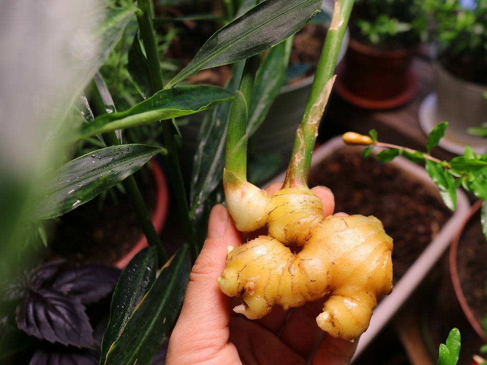 Имбирь попал в Европу 2000 лет назад. Фото автора