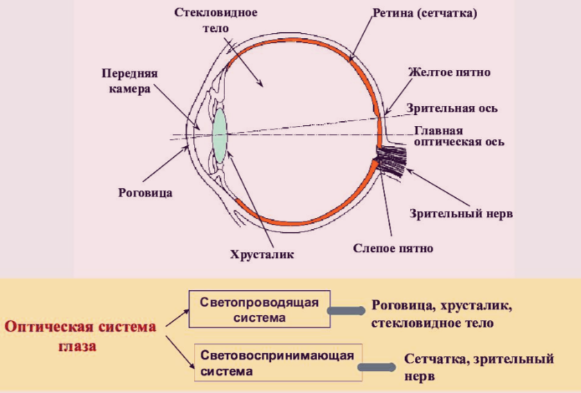 Схематичное представление оптической системы глаза