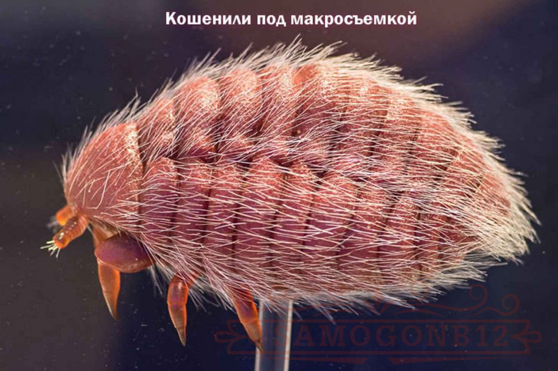 Кошенили под микроскопом