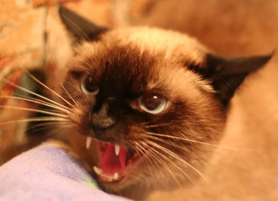 Картинка из сети. 