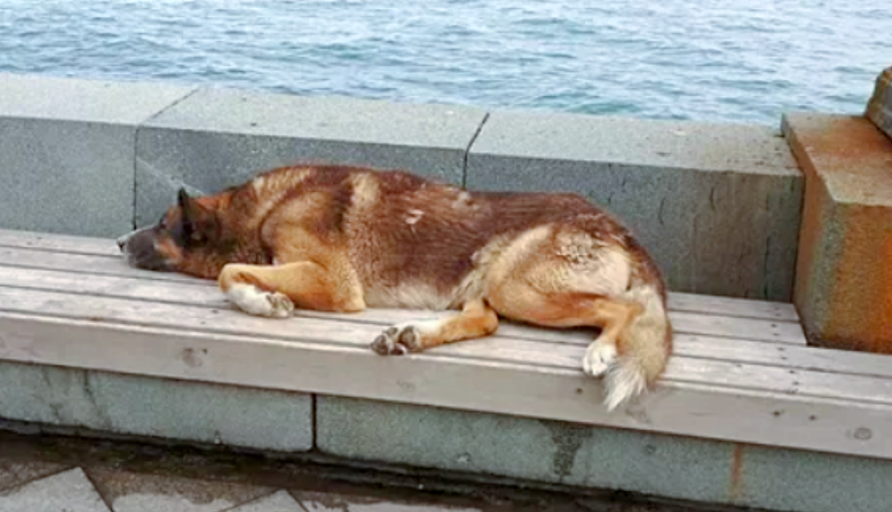 Море, верни мне друга. Снимок: regnum.ru