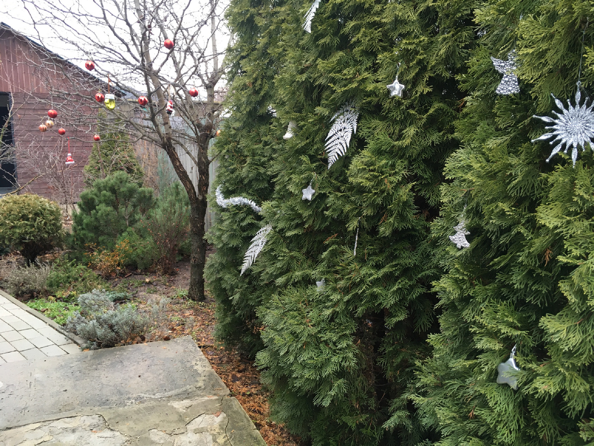 Туя западная смарагд