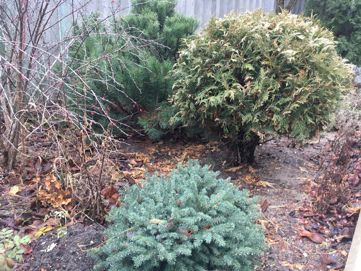 Спереди ель Карел, туя Голден Глоб, сосна горная Мугус