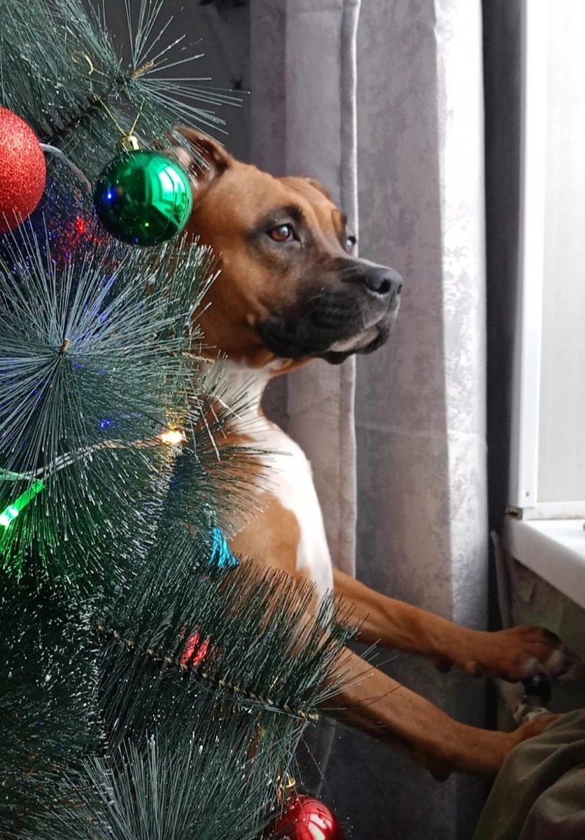 Фото прошлогоднее, в этом ещë ëлку не ставили.  Собрать еë недолго. Однако повезло 😏, что не увезла еë , как и пледы новогодние. 