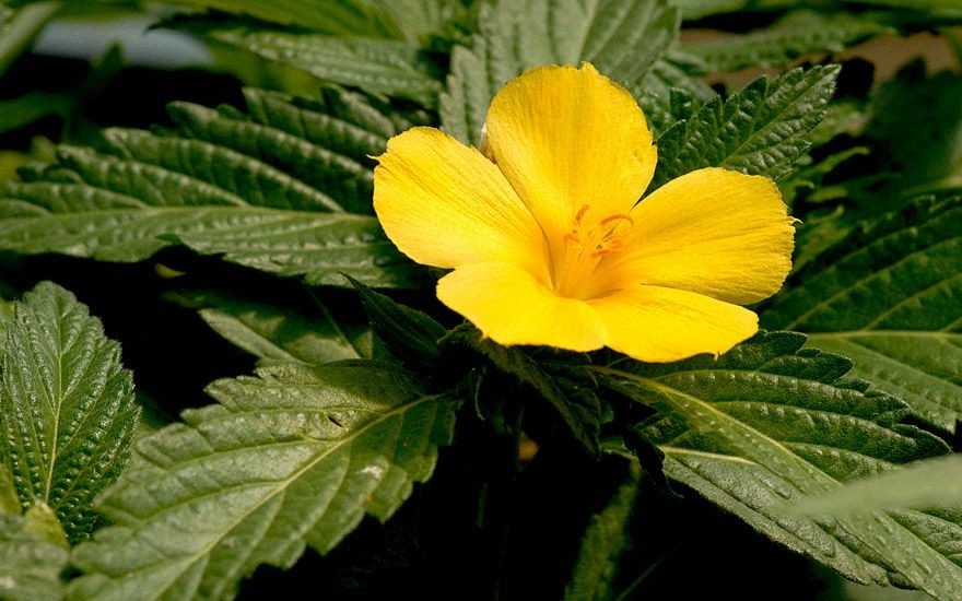 Damiana (Turnera Diffusa)