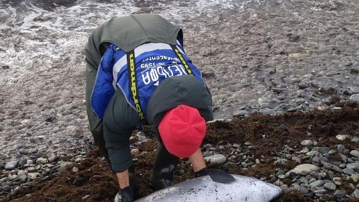    Фото: t.me/delfacenter