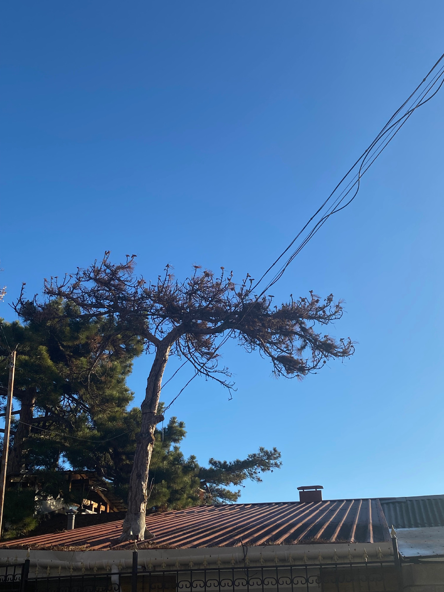 Дерево растет прям через дом 