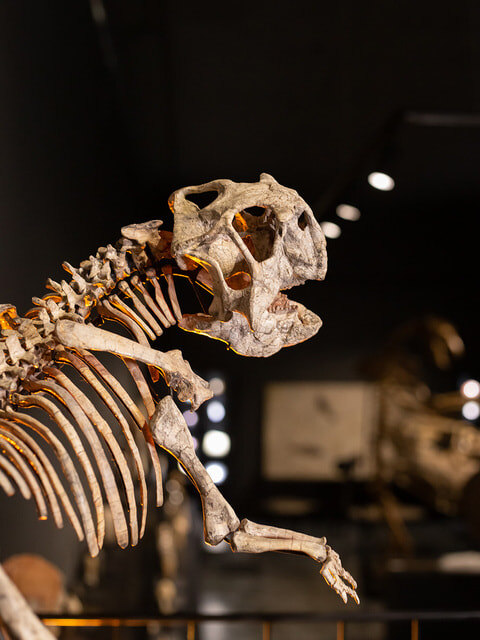 Цены на экспонаты стартуют от 10 000–15 000 рублей/Paleo Hunters