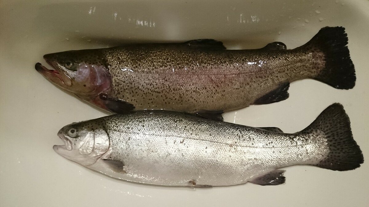 Самец и самка форели