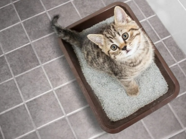 Фото из интернета