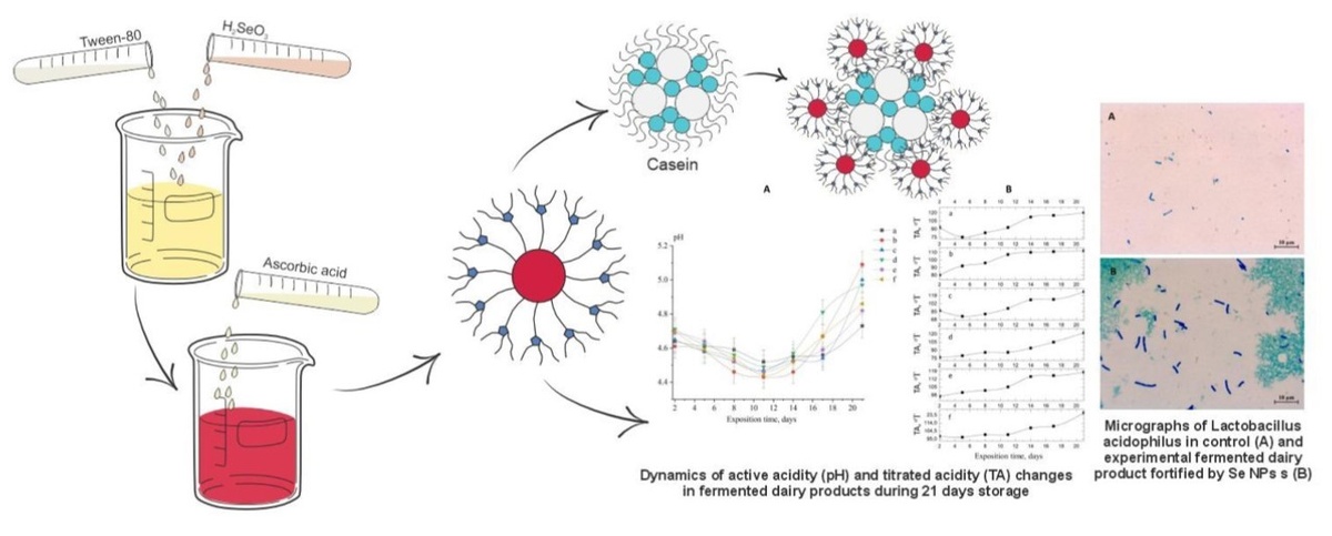 Графическое резюме исследования. Источник: Blinov et al. / Colloids and Surfaces A: Physicochemical and Engineering Aspects, 2024
