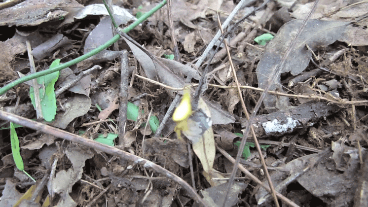 Неудержимый зверь!