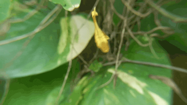 Пример отличной мимикрии под сухой листик