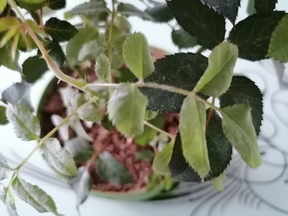 Купленная в магазине роза вскоре заболела мучнистой росой, фото автора