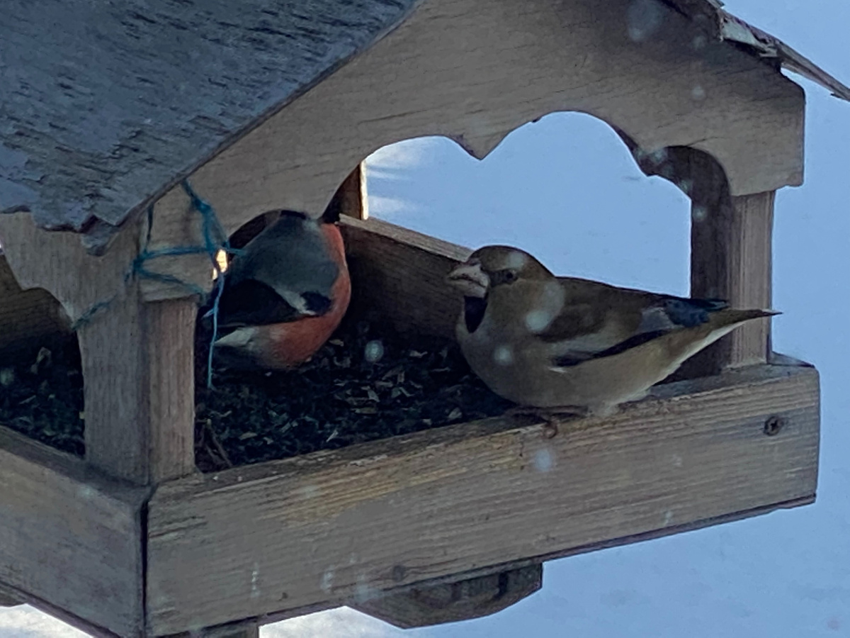 это не моя кормушка - на моей я буду ждать случая сфоткать ночного едока, удаствся - непременно запощу.