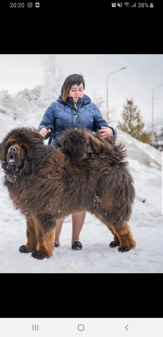 **Собака — друг человека.** Это высказывание известно многим. И не зря, ведь собаки действительно могут быть прекрасными друзьями. Они верные, преданные и всегда готовы поддержать своего хозяина.

Собаки — это одни из самых популярных домашних животных. Они могут быть разных пород, размеров и окрасов, но всех их объединяет одно — любовь к человеку. Собаки могут стать настоящими компаньонами для людей всех возрастов. Они готовы играть, гулять, учиться новому и радовать своих хозяев.

Собаки также известны своей способностью чувствовать эмоции человека. Они могут быть настоящими терапевтами для людей, страдающих от одиночества, депрессии или других психологических проблем. Просто погладив собаку или поиграв с ней, можно почувствовать себя лучше.

Кроме того, собаки могут быть отличными охранниками и помощниками. Они способны защитить своего хозяина и его имущество, а также помочь людям с ограниченными возможностями. Собаки-поводыри, например, помогают слепым людям ориентироваться в пространстве и избегать опасностей.

Важно отметить, что собаки требуют внимания и заботы. Они нуждаются в правильном питании, уходе и внимании со стороны хозяина. Но взамен они дарят свою любовь и преданность.

Таким образом, можно с уверенностью сказать, что собака действительно может стать настоящим другом для человека. Она способна подарить радость, поддержку и любовь, а также помочь в трудные моменты жизни.
