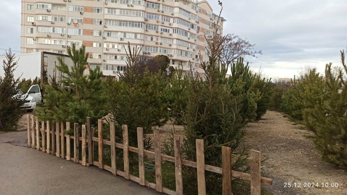 Ёлочный базар. Я думала ёлки в землю закопали. Это ж какой труд ради двух недель продаж! Но нет, всё проще. Они просто к железному штырю, воткнутому в землю, привязаны))) 