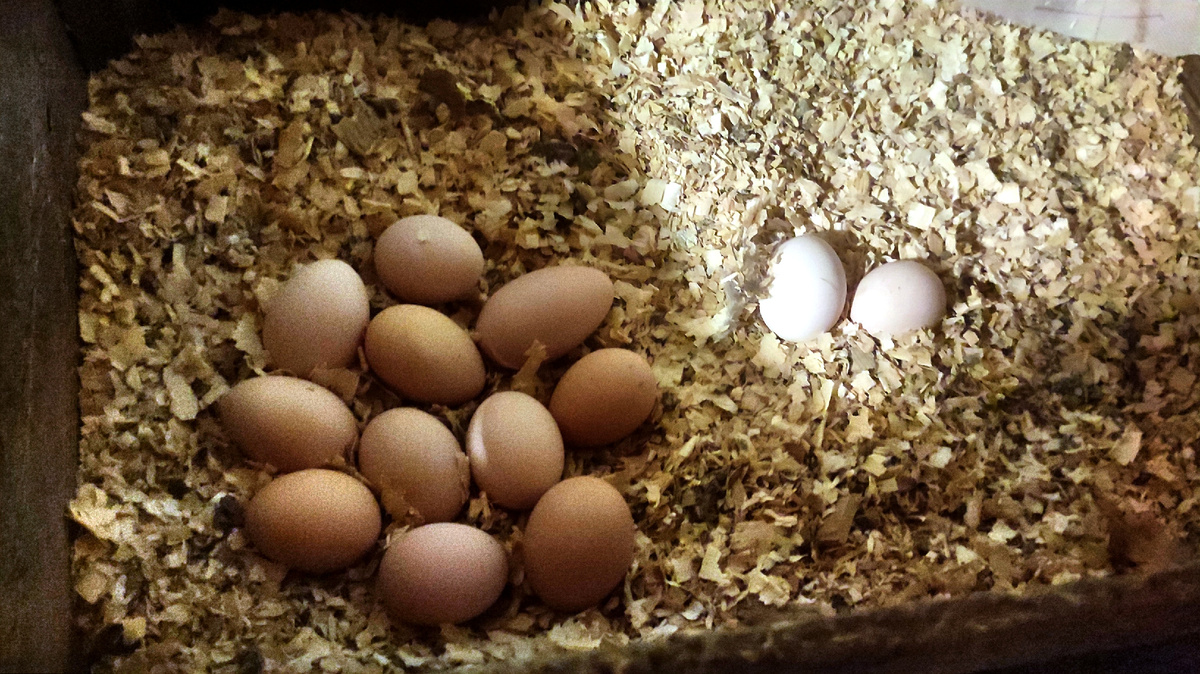 Ну уж извиняй хозяйка... сколько смогли, столько и снесли....  Это гнездо в одном из вольеров. 