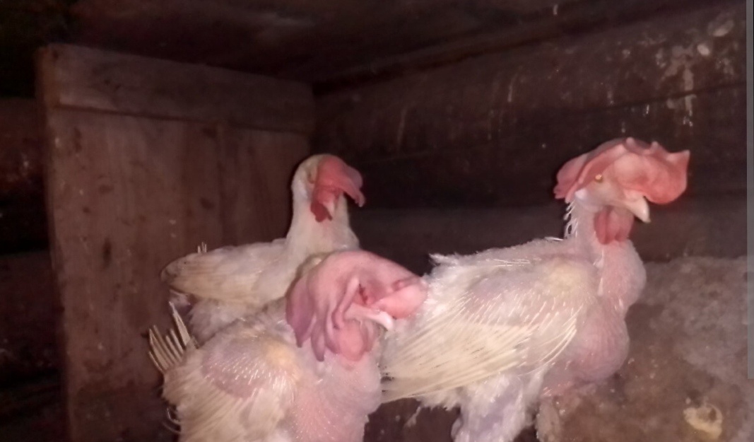 Жалкое зрелище... Фото из интернета