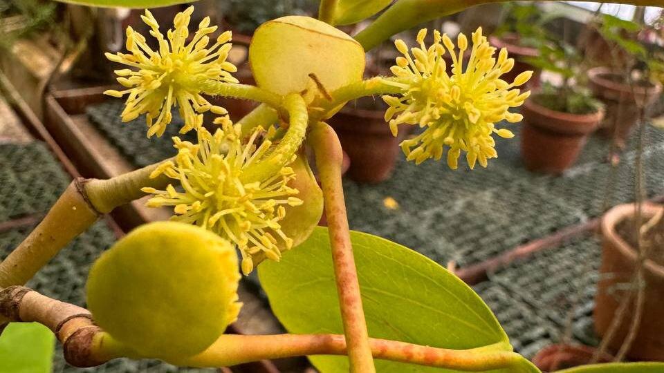    Фото: t.me/botsad_spb_official