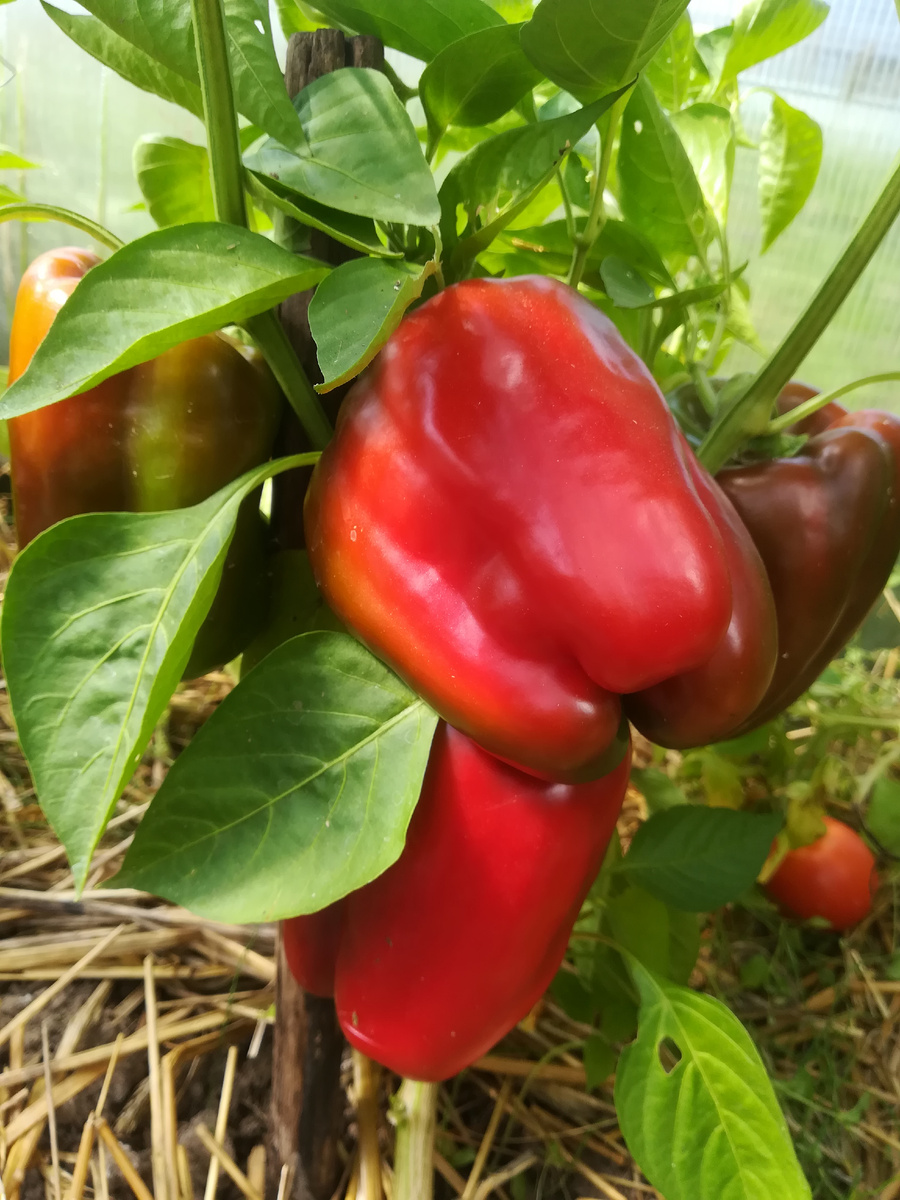 Перцы урожая 2024 г.