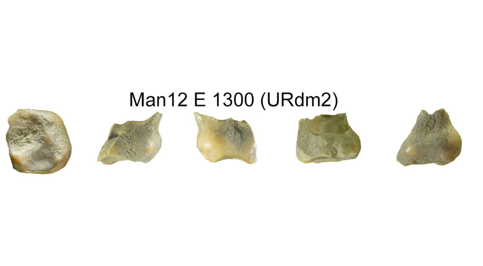 Молочный моляр, который предположительно принадлежал человеку современного анатомического типа. Источник: Ludovic Slimak et al. / Science Advances, 2022