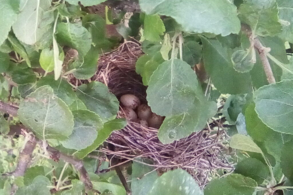    Гнездо жуланов с кладкой. 2020 год. Анна Власова