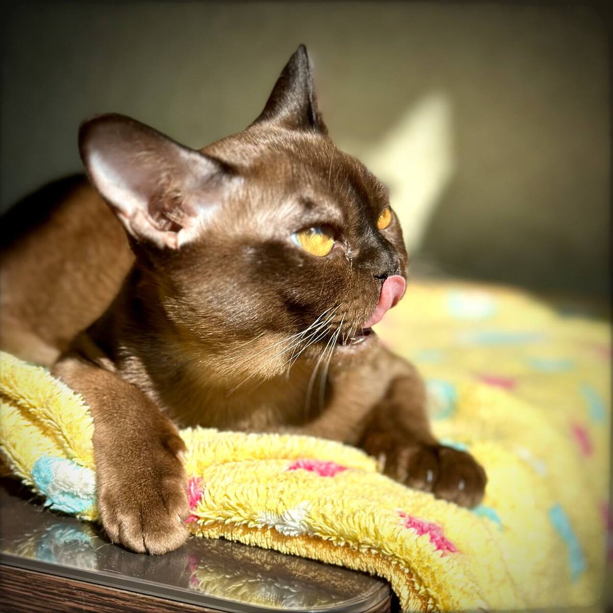 Молодой котик породы европейская бурма из питомника Jasper Burmese